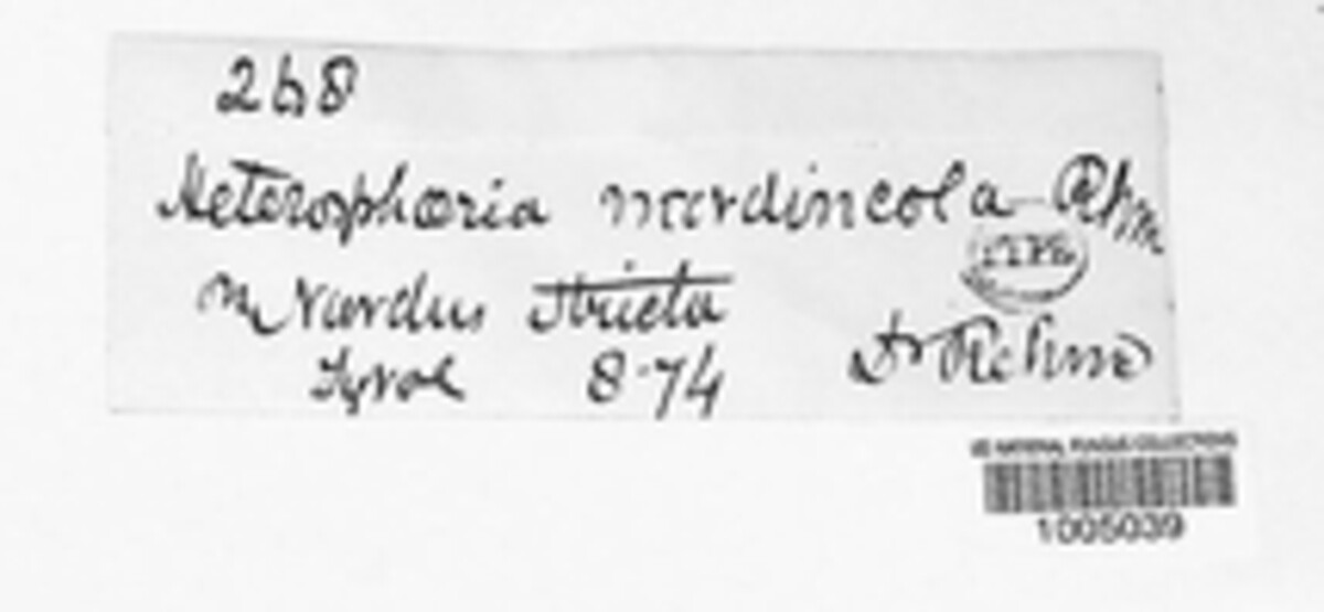 Heterosphaeria nardincola image
